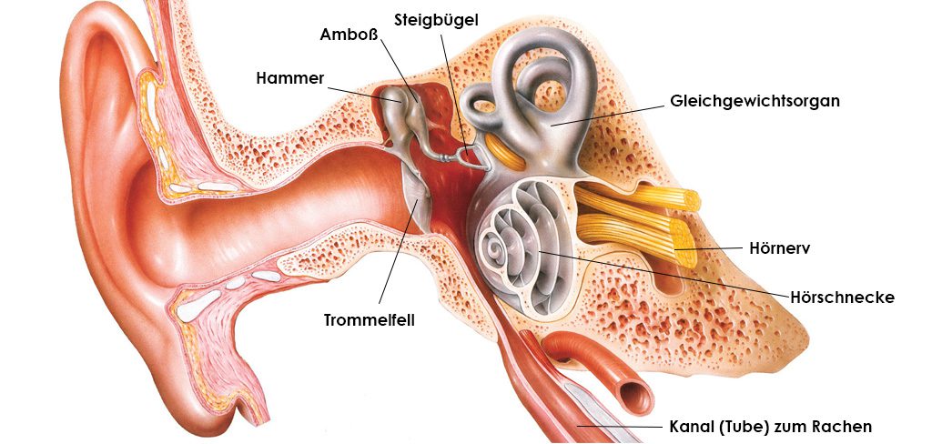 Aufbau des Ohrs
