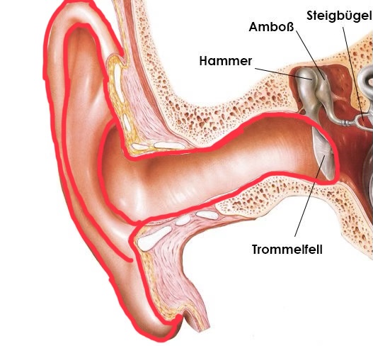 Bild vom Außenohr