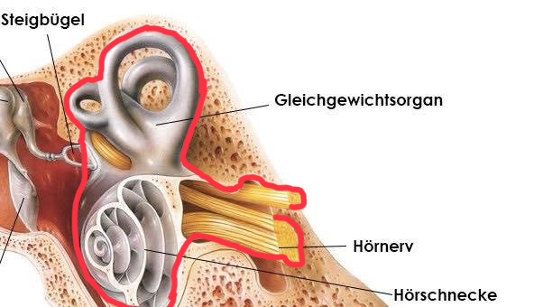 Bild vom Innenohr