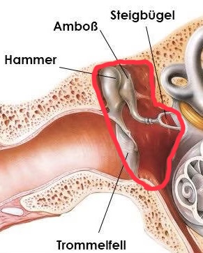 Bild vom Mittelohr